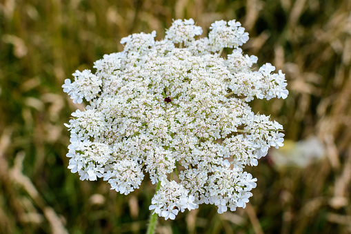 Many delicate white flowers of Anthriscus sylvestris wild perennial plant, commonly known as cow beaked parsley, wild chervil or keck in a forest, outdoor floral background