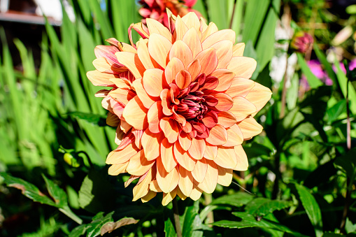Close up of one beautiful large vivid orange dahlia flower in full bloom on blurred green background, photographed with soft focus in a garden in a sunny summer day