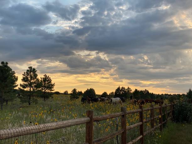 Wild Horses Enjoying Sunset