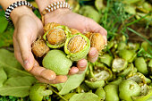 Ripe Walnut with green shell on greenery background in hand. Walnut in green peel. Selective focus