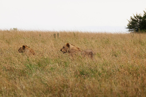 Photo of a couple os lionesses hunting at the Maasai Mara National Reserve in Kenya, África.