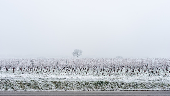 Path through the vineyards in winter.Similar or related pictures:Vines details: