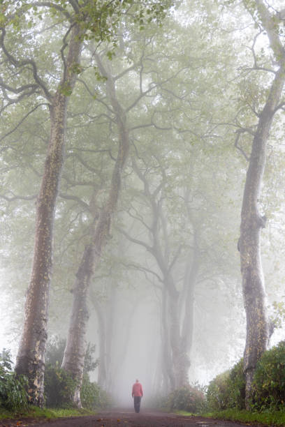 istock Foggy road lined by large trees with a mysterious mood 1450645966