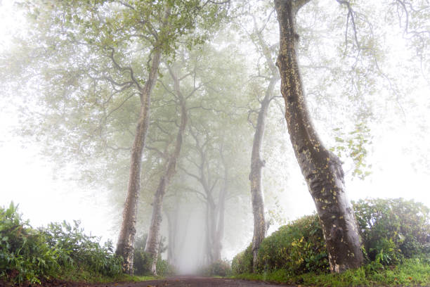 istock Foggy path lined by large plane trees with a mysterious mood 1450645972