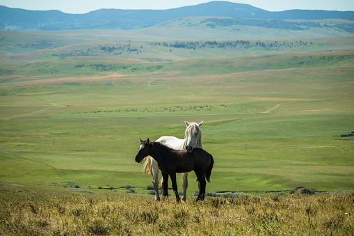 A black Percheron foal and its white colored mother standing on top of a hill overlooking a vast empty valley