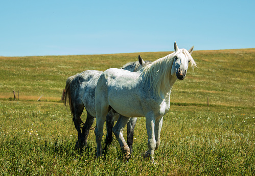 An adult white Percheron horse standing stationary in a pasture on a farm, raises its head in a greeting to the camera.