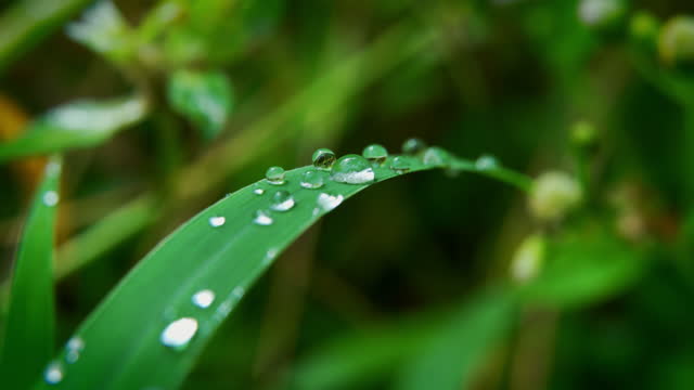 4K Macro Shots of Beautiful Water Drops on Plant Leaf.