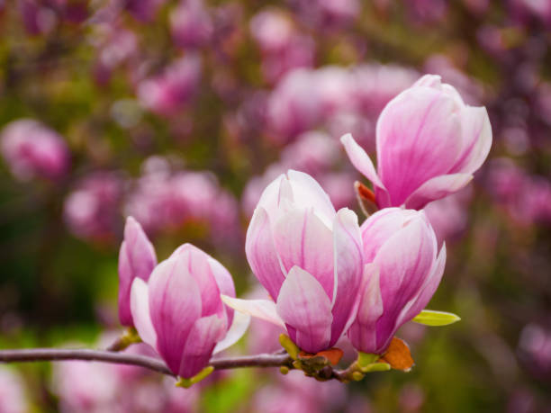 istock pink magnolia blossom closeup 1450649906