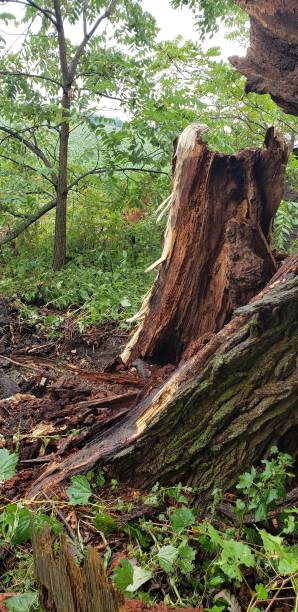 istock Vertical shot of a wet broken tree in the forest 1450651003