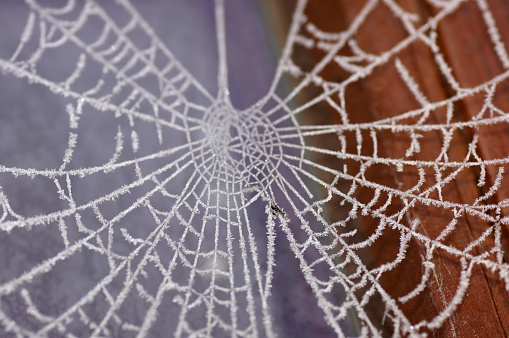 Frozen spider web in winter
