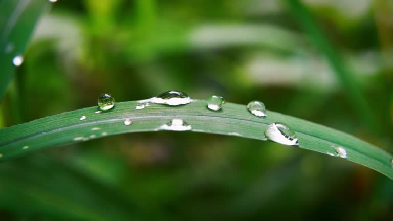 4K Macro Shots of Beautiful Water Drops on Plant Leaf.