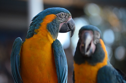 A selective focus shot of a couple of Blue-throated macaw parrot bird