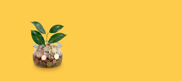 Growing saving coins plant in glass pot. Isolated on yellow background. Business, financial, investment and interest growth concept. Copy space.