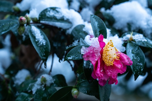 The Rose In Snow For Valentine's Day,Winter
