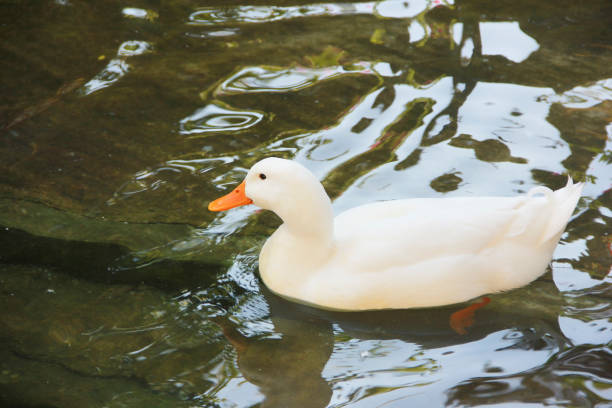 istock A white duck bird with a yellow beak swims in a pond 1450652567