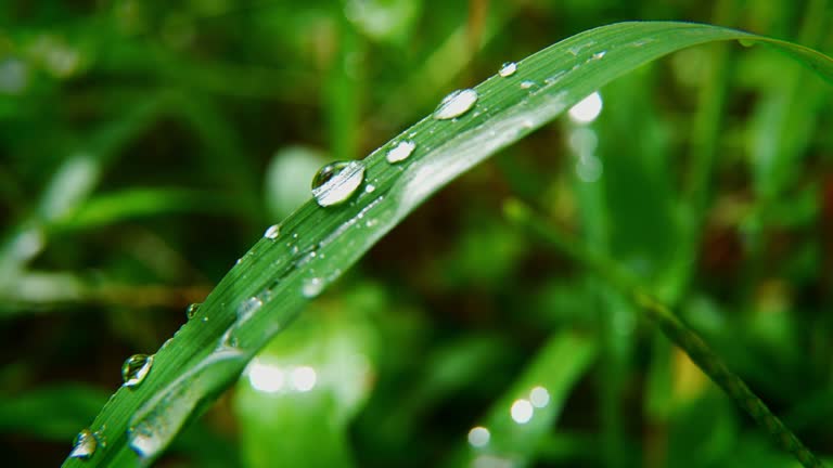4K Macro Shots of Beautiful Water Drops on Plant Leaf.