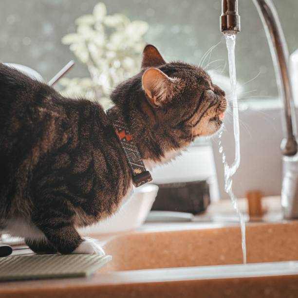 istock Cute cat drinking water from a kitchen tap. 1450652865