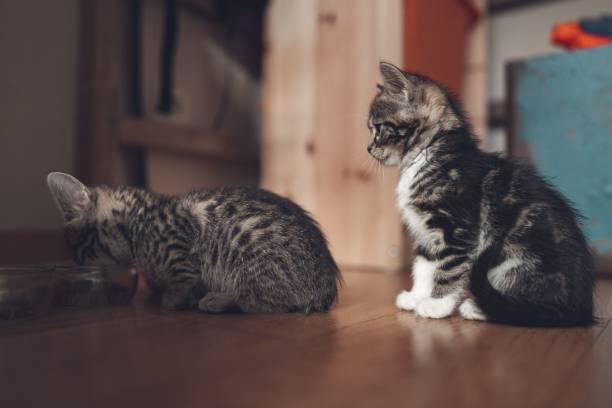 istock Adorable kitten eating with the other one waiting in line. 1450652912