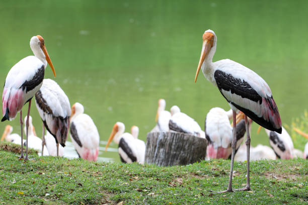 istock The Painted Stork bird (Mycteria leucocephala) in garden 1450655615