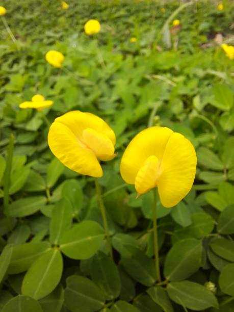 istock cute yellow petaled flower 1450658783