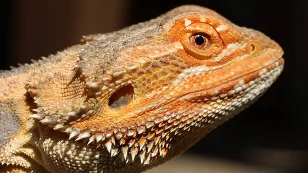 Photo of bearded dragon head