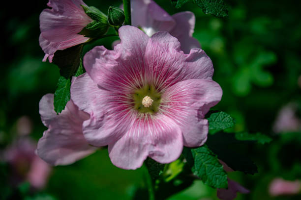 Alcea rosea, the common hollyhock, is an ornamental plant in the family Malvaceae