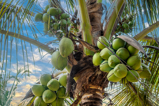 Coconut tree with Coconuts