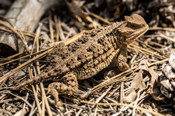 istock Profile Of Horned Lizard Looking Back At Camera 1450661168