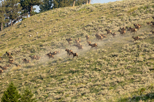 Running Herd Of Elk Stir Up Dust Cloud in Yellowstone National Park