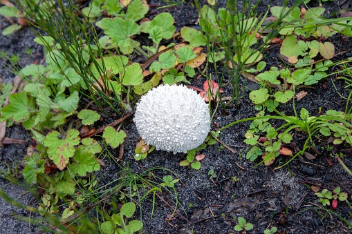 A closeup shot of a peeling puffball mushroom, Lycoperdon marginatum, on a wet ground among grass, in the forest