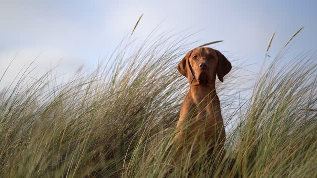 Dog sitting in the lyme grass at the beach