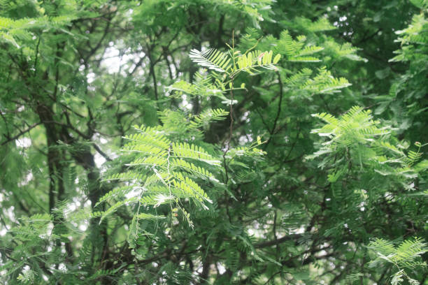 istock Tree leaves look fresh after being exposed to rain 1450663235