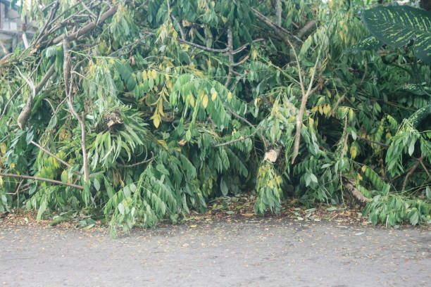 istock Pile of freshly cut tree branches 1450665655