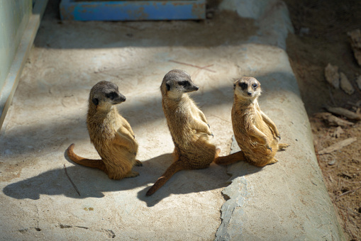 Group of funny meerkats (surikate) in the zoo in Barcelona.