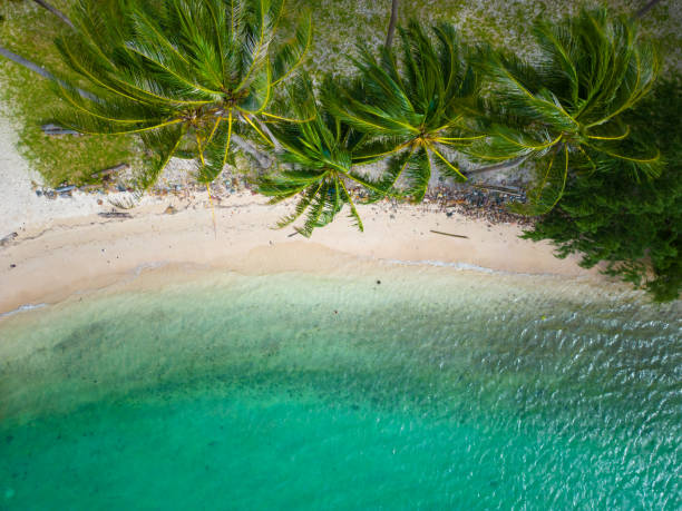 istock Aerial view exotic sea wave beach with green tree white sand 1450668612