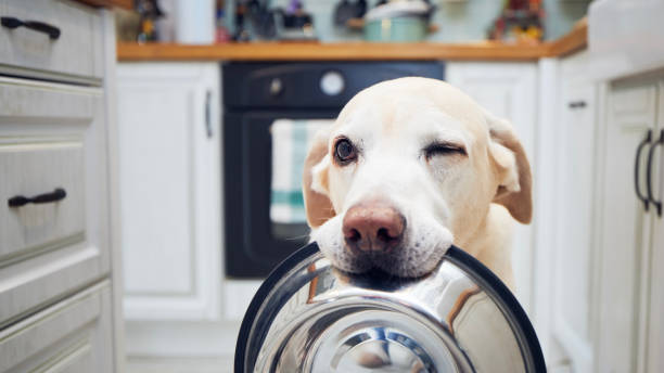 istock Hungry dog with blinking eye is waiting for feeding 1450670816