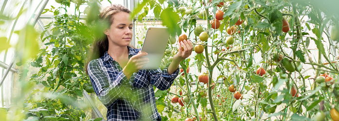 Young adult woman examining quality of tomatoes in vegetable greenhouse using her digital tablet.