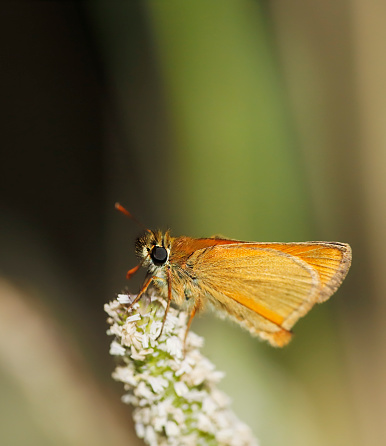 Appearance:\nIt has a rusty orange colour to the wings, upper body and the tips of the antennae. The body is silvery white below and it has a wingspan of 25–30 mm. This butterfly is very similar in appearance to the Essex skipper (Thymelicus lineola). In the small skipper, the undersides of the tips of the antennae are yellow orange, whereas they are black in the Essex skipper. The black area on the lower edge of the upper wings also differs. Like the other orange grass skippers the male has a distinctive black stripe made up of scent scales.\n\nLife cycle and food plants:\nEggs are laid loosely inside grass sheaths of the caterpillars food plants from July to August. The newly hatched caterpillars eat their own eggshell before entering hibernation individually in a protective cocoon of a grass sheath sealed with silk. In the spring the caterpillar begins feeding. The favoured food plant is Yorkshire fog (Holcus lanatus), although other recorded food plants include timothy (Phleum pratense), creeping soft grass (Holcus mollis), false brome (Brachypodium sylvaticum), meadow foxtail (Alopecurus pratensis) and cock's foot (Dactylis glomerata). The caterpillars pupate near the base of the food plant in June with the first adults on the wing at the end of June, a week or two before the first Essex skippers. They are strongly attracted to purple flowers such as thistles and knapweeds.\n\nDistribution:\nThis butterfly's range includes much of Europe (east to the Urals, including Ireland, Britain and Scandinavia, and includes north Africa and the Middle East. It is typically occurring where grass has grown tall.\n\nThis Picture is made during a Long Weekend in the South of Belgium in June 2019.