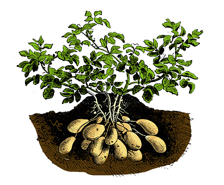 Vegetables plants antique engraving color illustration: Potato Royale