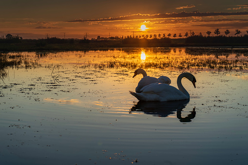 Beautiful sunrise with a pair of swans