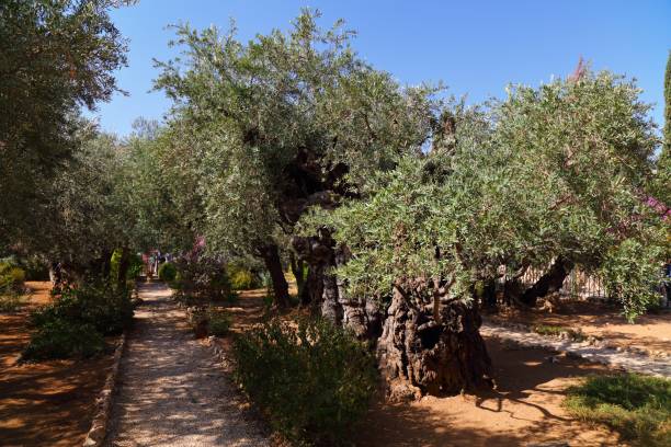 istock Gethsemane olive garden in Jerusalem, Israel 1450675549