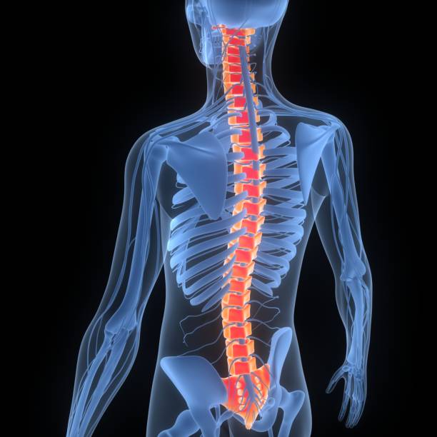 istock Spinal Cord Vertebral Column of Human Skeleton System Anatomy 1450676831