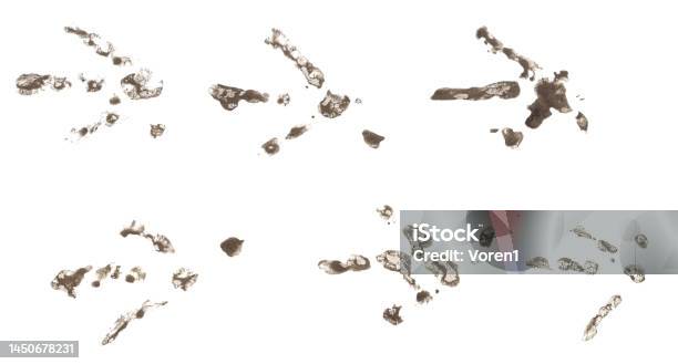 Chicken Tracks Made Of Dirt In A Row Stock Photo - Download Image Now - Footprint, Chicken - Bird, Rooster