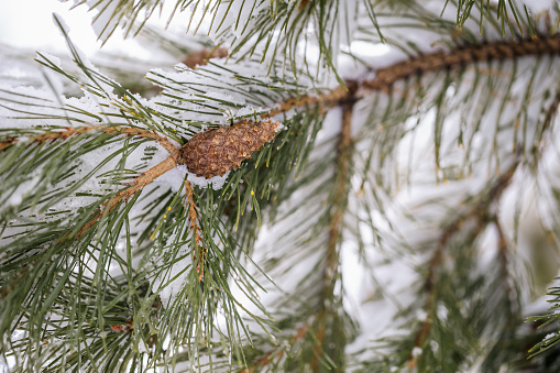 Snowy needles on a pine tree with a single pine cone.