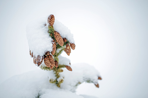 A spruce tree sapling with spruce cones covered with snow.