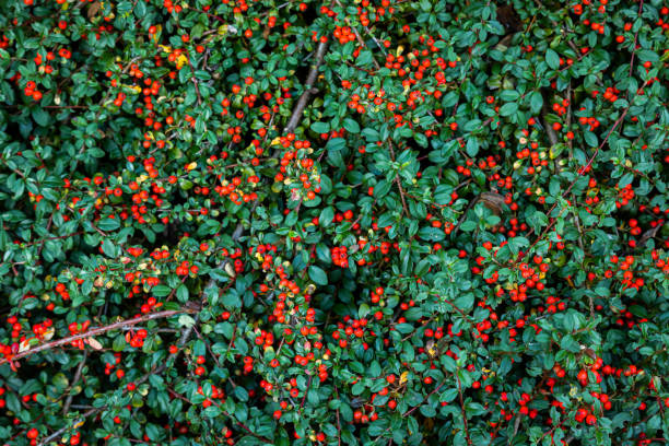 autumn background with green leaves. red berries. Cotoneaster bush, garden in autumn wallpaper autumn background with green leaves. red berries. Cotoneaster bush, garden in autumn wallpaper cotoneaster stock pictures, royalty-free photos & images
