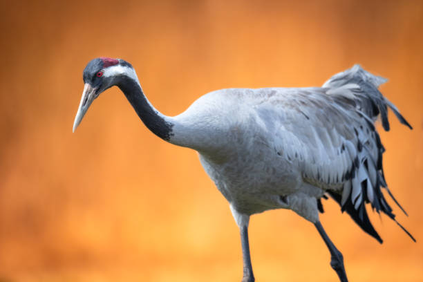 istock Bird - Common Crane Grus grus, walking on a meadow, spring time Poland Europe 1450680355