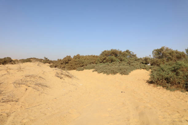 Desert, Sand, and Wild Plants