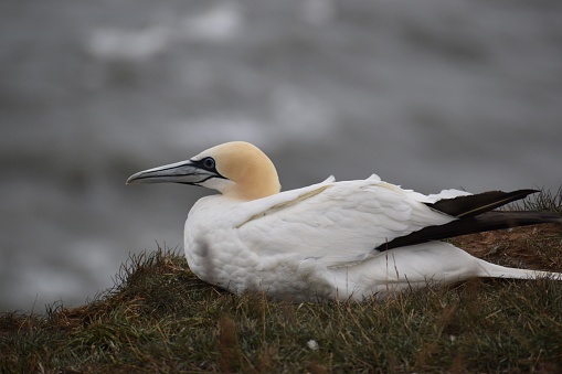 A northern gannet bird perching on grass