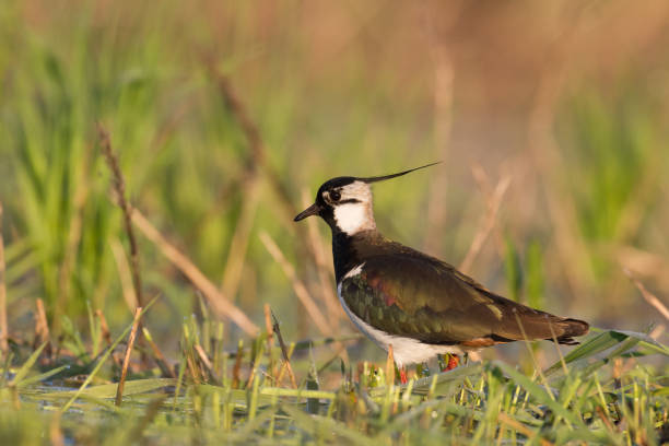 istock Wader bird - Lapwing Vanellus vanellus springtime in Poland Europe 1450681251